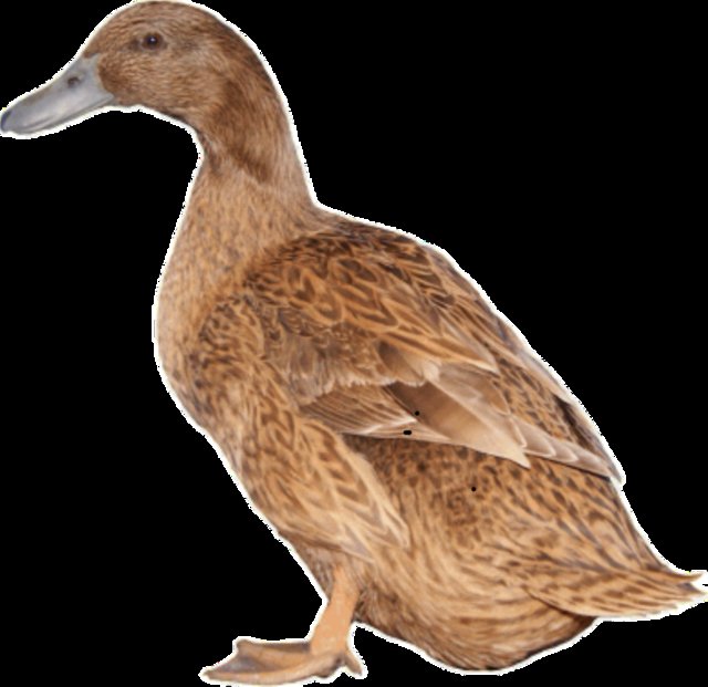 Preview of the first image of Female Khaki Campbell Ducks.