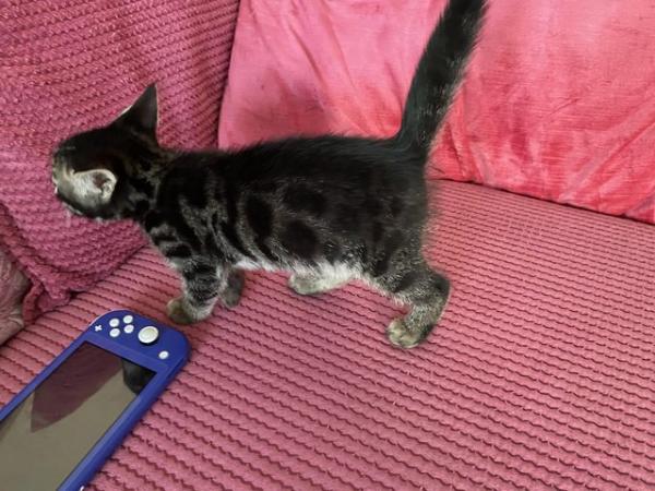 Image 2 of READY NOW! Gorgeous 1/2 Bengal boy kitten for sale! Last one
