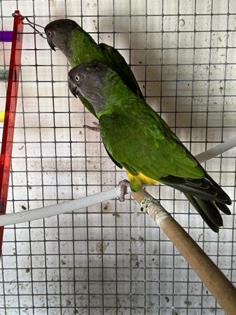 Image 2 of Adult breeding pair of Senegal Parrots