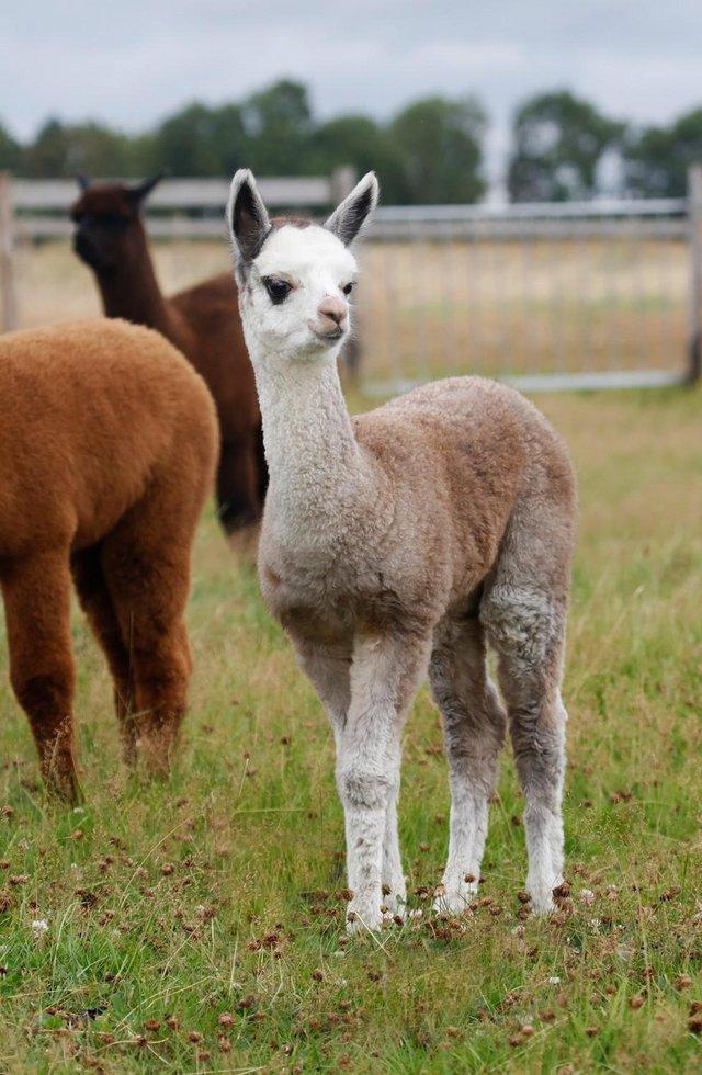 Preview of the first image of ALPACA  YOUNG FEMALES MAINLY FROM GREY CHAMPIONS.