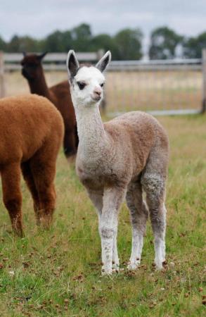 Image 1 of ALPACA  YOUNG FEMALES MAINLY FROM GREY CHAMPIONS