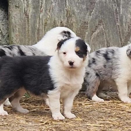 Image 8 of CARIAD litter of Welsh Sheepdog Border Collie pups