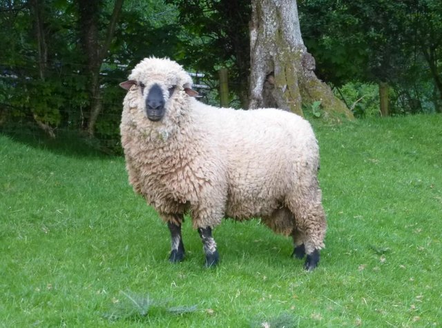 Preview of the first image of Shearling Shropshire ram, MV acc.