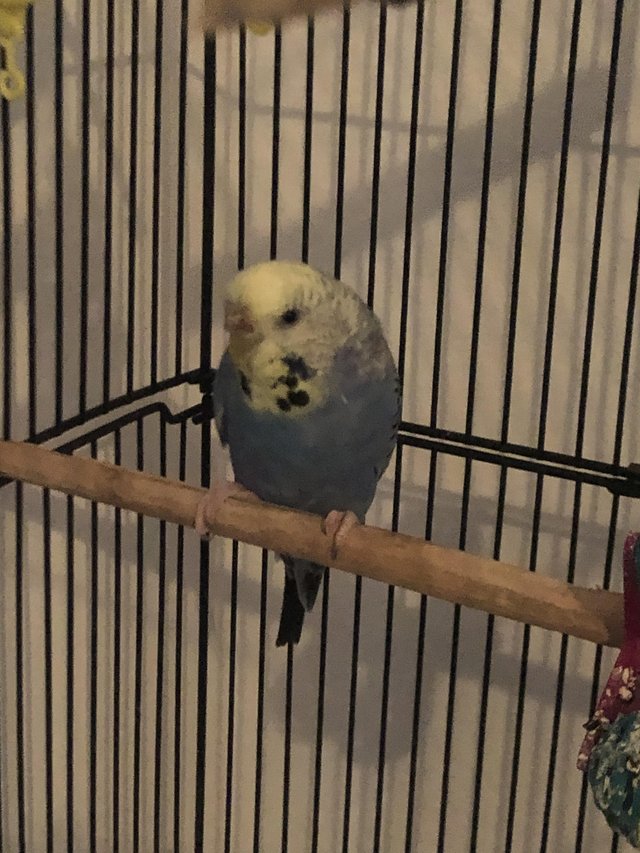 Preview of the first image of 1 year old budgie for sale comes with cage.