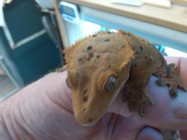 Image 3 of 2 female crested geckos for sale £100 each