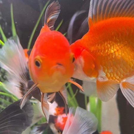 Image 4 of FANCY GOLDFISH - LOTS TOO CHOOSE FROM