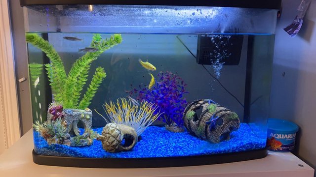 Image 4 of 64 litre fish tank with five coldwater fish
