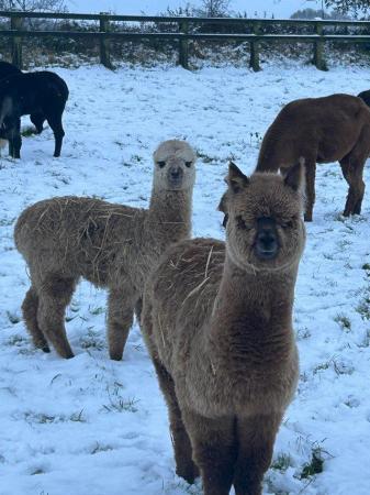 Image 10 of Alpaca Weanlings for sale males & females.All reduced price