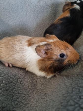 Image 4 of Baby girl guinea pigs ready 1st march