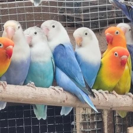 Image 4 of 16 to 24 month old lovebirds for sale