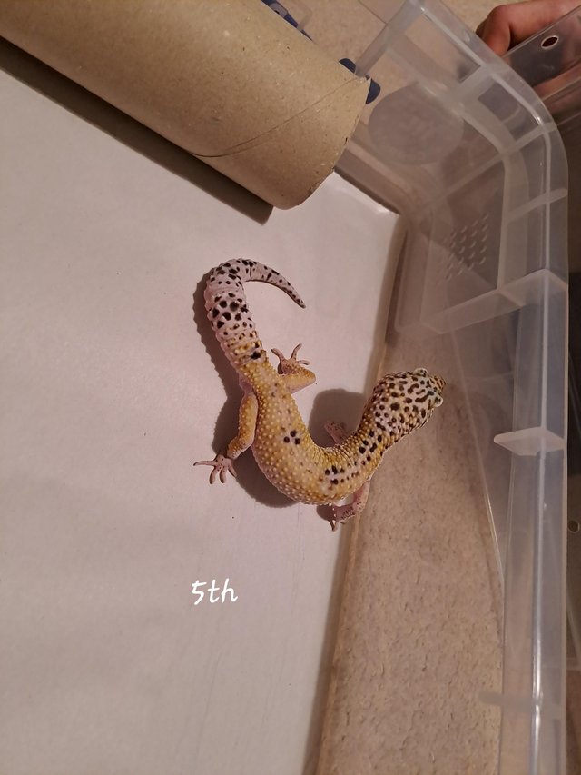 Preview of the first image of 5 x leopard geckos for sale.