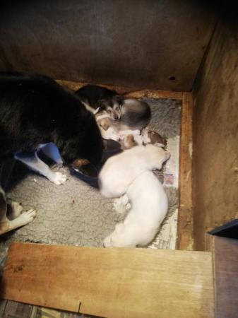 Image 2 of Husky pups, 5 boys left,