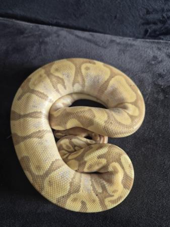 Image 3 of Royal python for sale multi gene
