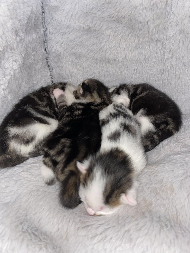 Preview of the first image of Kittens looking for forever homes.