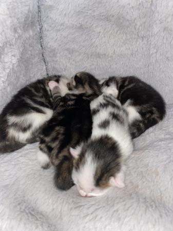 Image 1 of Kittens looking for forever homes