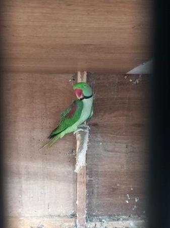 Image 6 of Alexandrine pair for sale