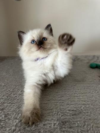 Image 19 of Seal and Lynx GCCF Registered Ragdoll Kittens