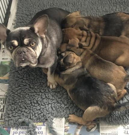 Image 4 of Griffon x French bulldog puppies Ready Now!!