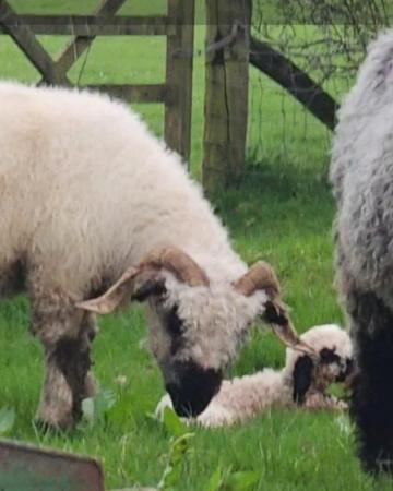 Image 2 of Valis Blacknose Ewe (7/8 Pure) Not 100% Pure with twin ewe l