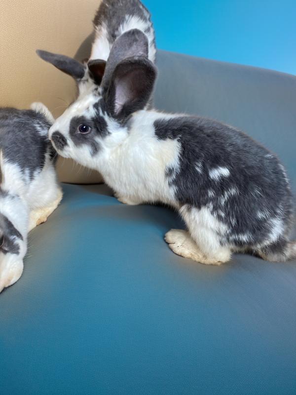 Preview of the first image of 16 week old Continental Giant x Lop bunnies.