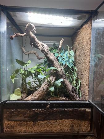 Image 5 of 3 year old crested gecko in need of a new home asap
