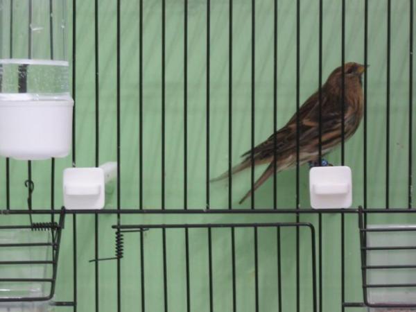 Image 3 of REDPOLLS FOR SALE / REHOME