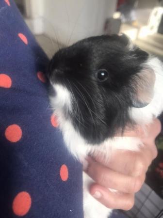 Image 7 of Make and female Guinea pigs looking for loving homes