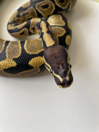 Image 3 of Various royal pythons for sale