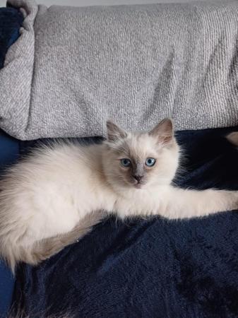 Image 11 of Ragdoll kittens 2 boys available
