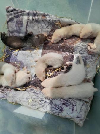 Image 5 of baby ferrets for sale Baldock Hertfordshire