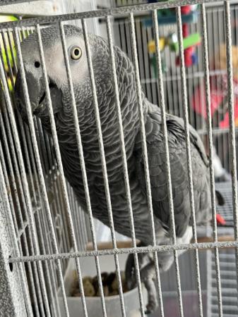 Image 2 of African grey parrot male