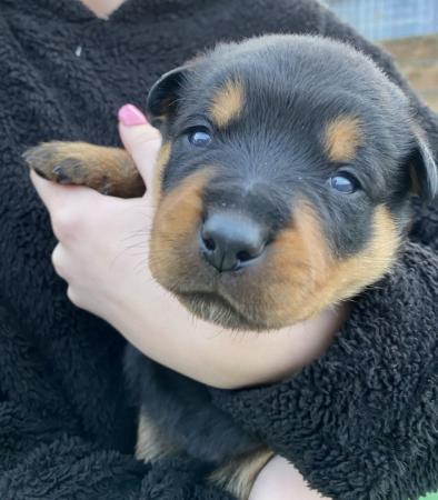 Image 16 of KC registered Rottweiler puppies ready to leave