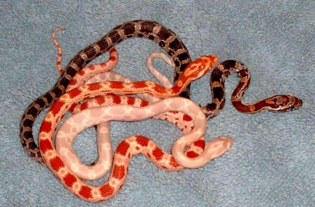 Image 2 of Baby Corn Snakes available now