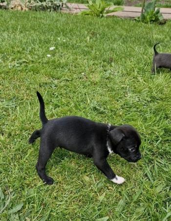 Image 11 of Gorgeous Staffy cross puppies