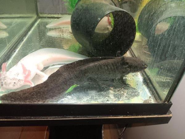 Image 4 of Male wild axolotl for sale 2 years old had to separate