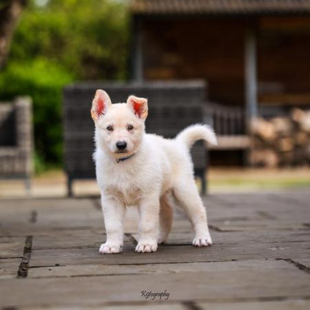 Image 7 of White GSD Puppies for sale