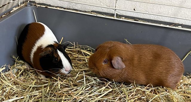 Image 1 of 2 guinea pig males 1 Golden and 1 Tort & white