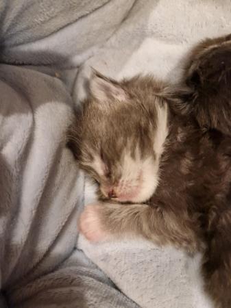 Image 19 of Gccf/ tica maine coon kittens microchipped and vaccinated