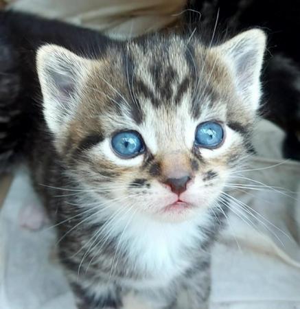 Image 11 of Beautiful Well-handled Kittens: Tabby,Black, White