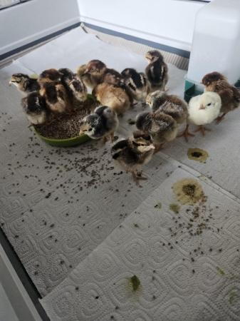Image 1 of Cream Legbar Chicks Available and other breeds