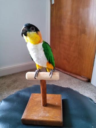 Image 7 of Very Tame Female black headed Caique