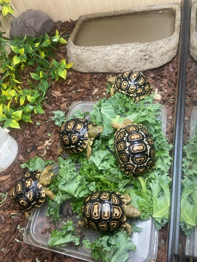 Preview of the first image of Adorable Leopard Tortoise Babies.