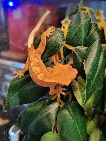 Image 8 of Crested Gecko Juveniles/Babies for Sale