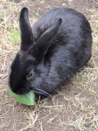 Image 2 of Adorable female rabbit for sale *only £10 now*