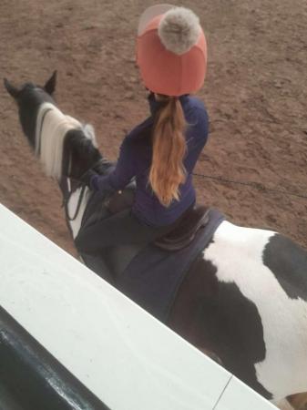 Image 1 of looking for a 14hh to 15hh horse for my 13 year old daughter