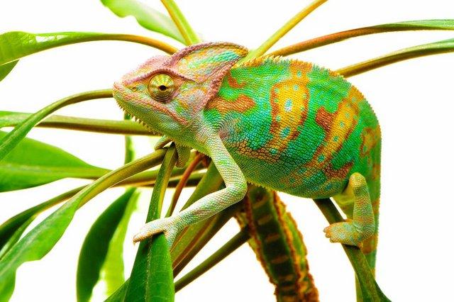 Image 9 of LIZARDS.....Monitors/Tegus and MORE ....Available now !!!