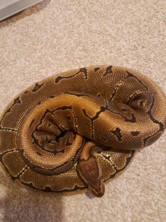 Image 5 of Pinstripe ball / royal python male