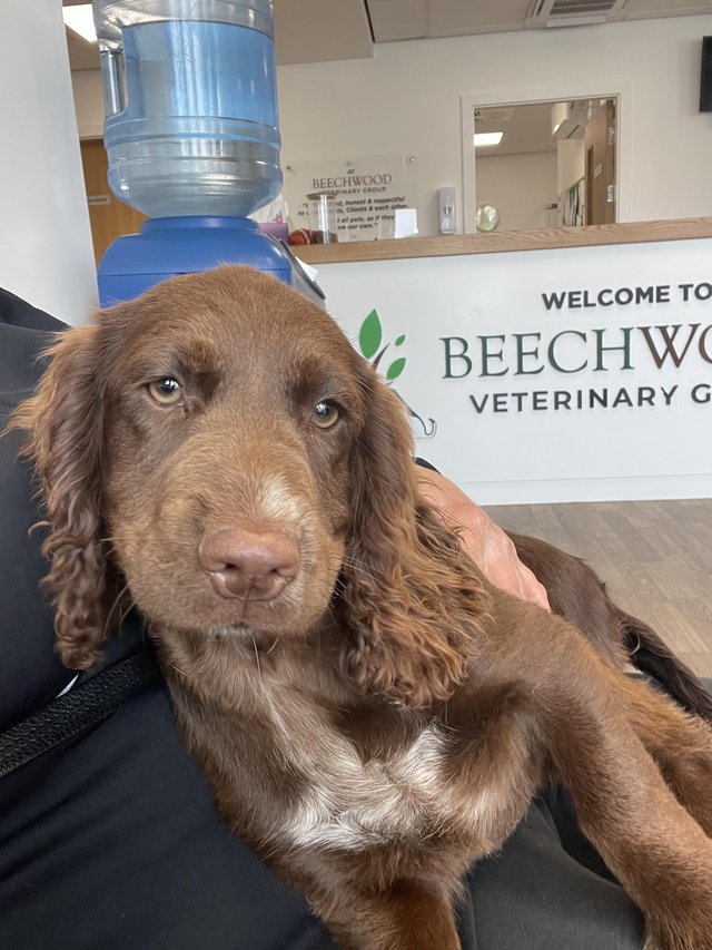 Preview of the first image of Cocker spaniel female 1 year old.
