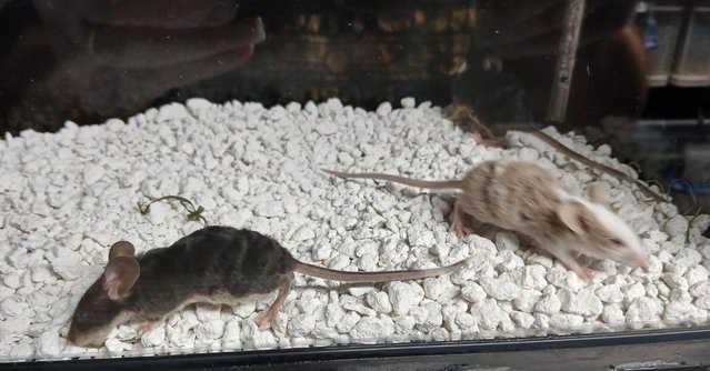 Image 12 of Naked , Tri coloured , curly coated , Fancy coloured mice