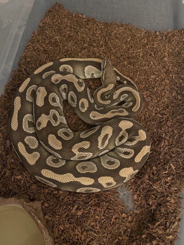 Preview of the first image of CB15 Proven Female Mojave Ball python.